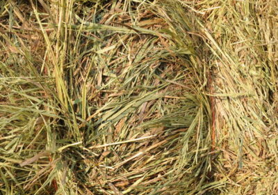 Brome-Grass-Hay