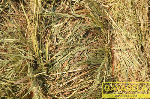 Hay Bales For Sale